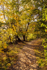 Fototapeta na wymiar Beautiful autumn landscape with yellow trees and sun. Colorful foliage in the park. Falling leaves natural background