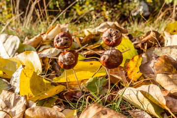 tinker little chestnut figures made of nuts and leaves in autumn background with falling leaves