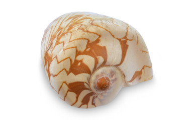 seashell