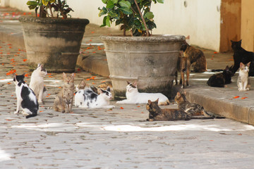 group of street cats resting on the sidewalk