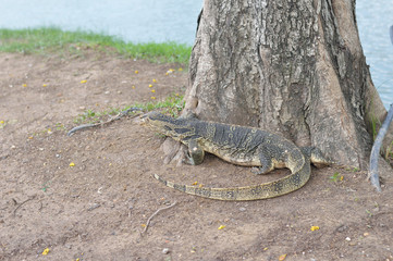 lizard