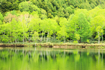 Lake in the forest, Nagano, Japan