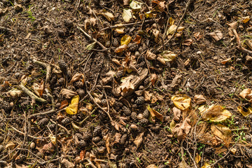 Forrest floor wallpaper, Earth ground covered with compos mulch fragment as a texture background in autumn