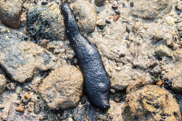 sea cucumber