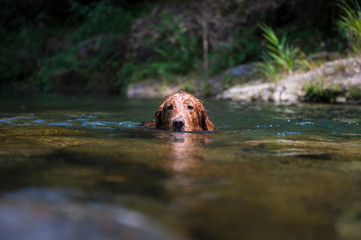 Golden Retriever playing in the creek