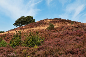 Heather on a Hill