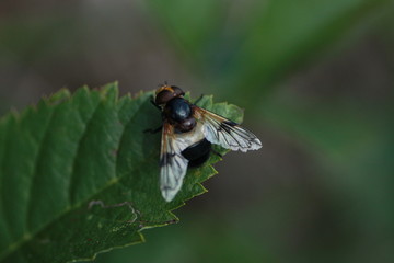 MOUCHE DU MIDI