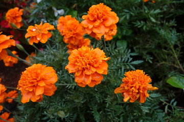 雨に濡れたマリーゴールド