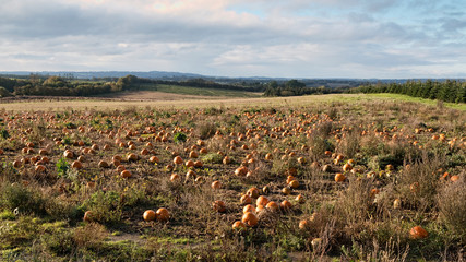 Pumpkin Field. Panorama