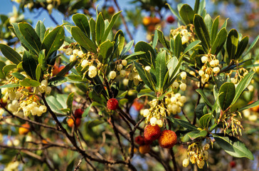 Arbousier, Arbutus unedo