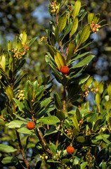 Fototapeta premium Arbousier, Arbutus unedo