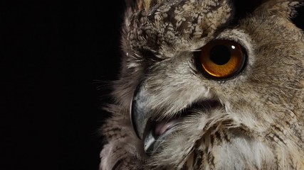 Close up of an owl turning his head and looking at the camera
