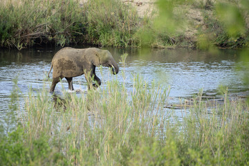 Naklejka na ściany i meble Elephants, Kruger National Park, South Africa