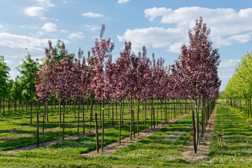 Mehlbeerbäume in der Baumschule
