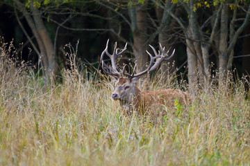 RED DEER - CIERVO COMUN (Cervus elaphus)