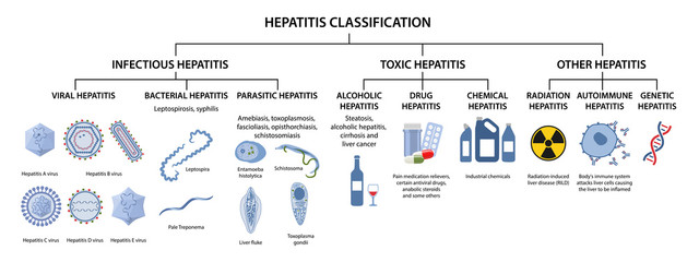 Hepatitis classification. Types of hepatitis: infectious, viral, bacterial, parasitic, toxic, alcoholic, drug,  autoimmune, radiation hepatitis. Vector illustration in flat style over white background