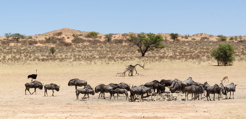 Fototapeta na wymiar Gnou à queue noire, Connochaetes taurinus, Parc national Kruger, Afrique du Sud