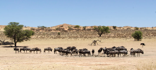 Fototapeta na wymiar Gnou à queue noire, Connochaetes taurinus, Parc national Kruger, Afrique du Sud
