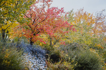 Colorful foliage in local orchard. Autumn season in Gilgit Baltistan, Pakistan.