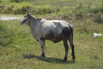 Cows in the meadow