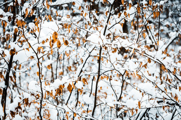 Sträucher im Winter, Blätter und Äste mit Schnee und Eis bedeckt