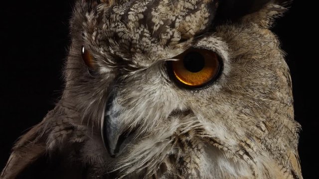 Close up of a scary owl, big bird predator, wildlife