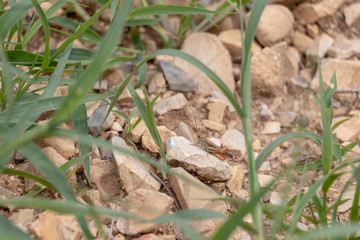 Small cricket on the stone groundInsect close up background with copy space