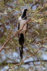 Tourterelle masquée,.Oena capensis, Namaqua Dove