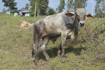 Cows in the meadow