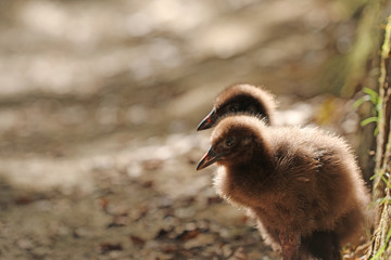 Wekaralle Rallenvogel in Neuseeland