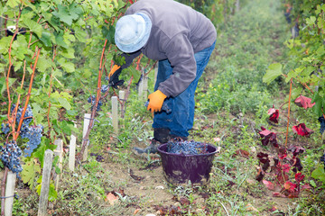 man examining cutting red grapes in the vineyard