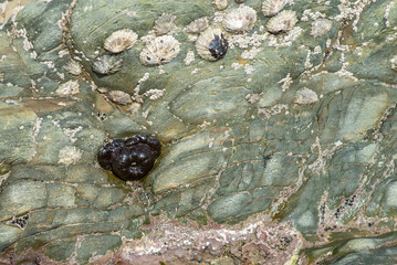 sea anemone and barnacles on stones on the beach