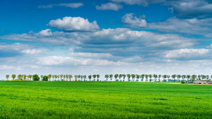 Obraz premium Green field and blue sky
