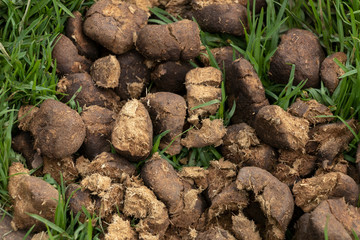 Horse shit manure pile on the organic farm. Natural background background with copy space