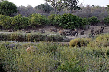 Naklejka na ściany i meble Elephants just after sunrise, Kruger National Park, South Africa