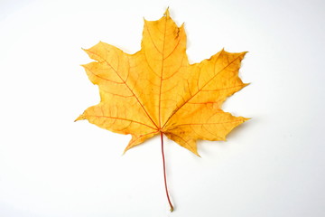 Yellow autumn maple leaf isolated on light background. Autumn, leaf fall.