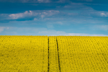Yellow field of rape with blue sky