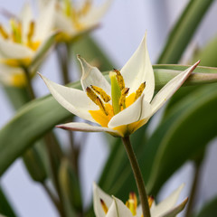 Historical tulip Tulipa Turkestanica