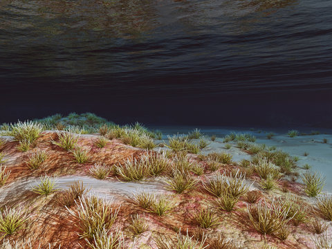 Unterwasser Landschaft mit Korallen