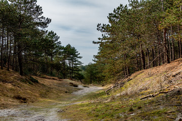 Fototapeta na wymiar Sandy path through a forest with pine trees