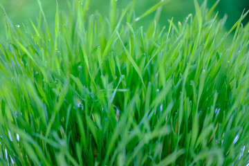 green grass with water drops