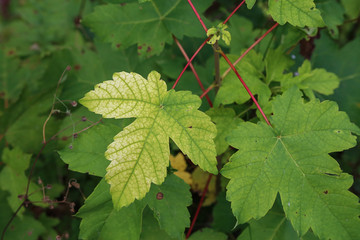 Green tree leaf starts to turn yellow