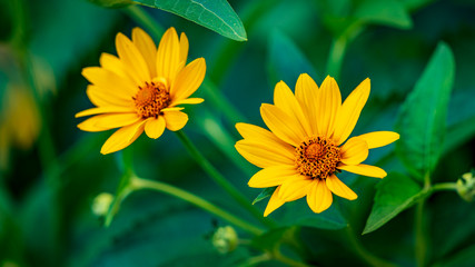 Yellow flower with water drops of morning dew
