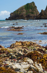 Fototapeta na wymiar seaweed on the rocks in Asturias beach