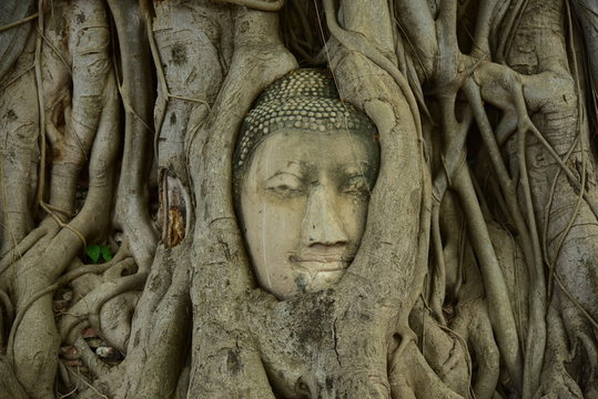 Buddha head in Bodhi tree, Ayutthaya province
