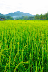 beautiful view of ricefield