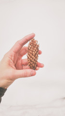 Obraz premium Fir cone in hand on a background of snow in winter close-up