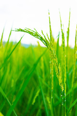 beautiful view of ricefield