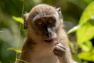 long‐tailed macaques monkeys from Khao Sok National Park, Thailand