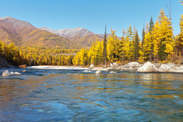 Irkut River in the autumn sunny day. Yellowed larch along the banks against the backdrop of the Eastern Sayan Mountains and the blue sky. Beautiful bright autumn landscape